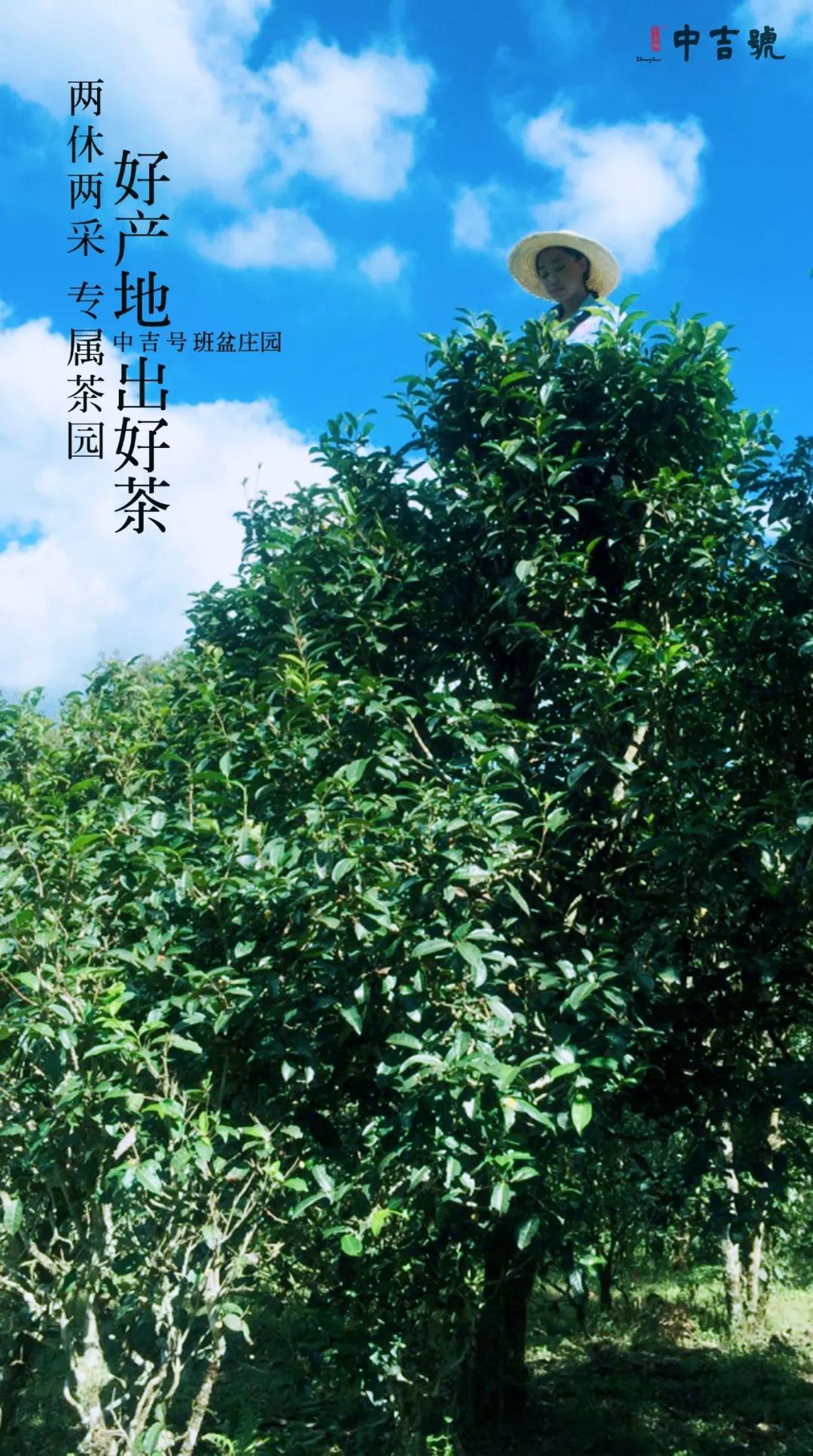 云南普洱茶价格表