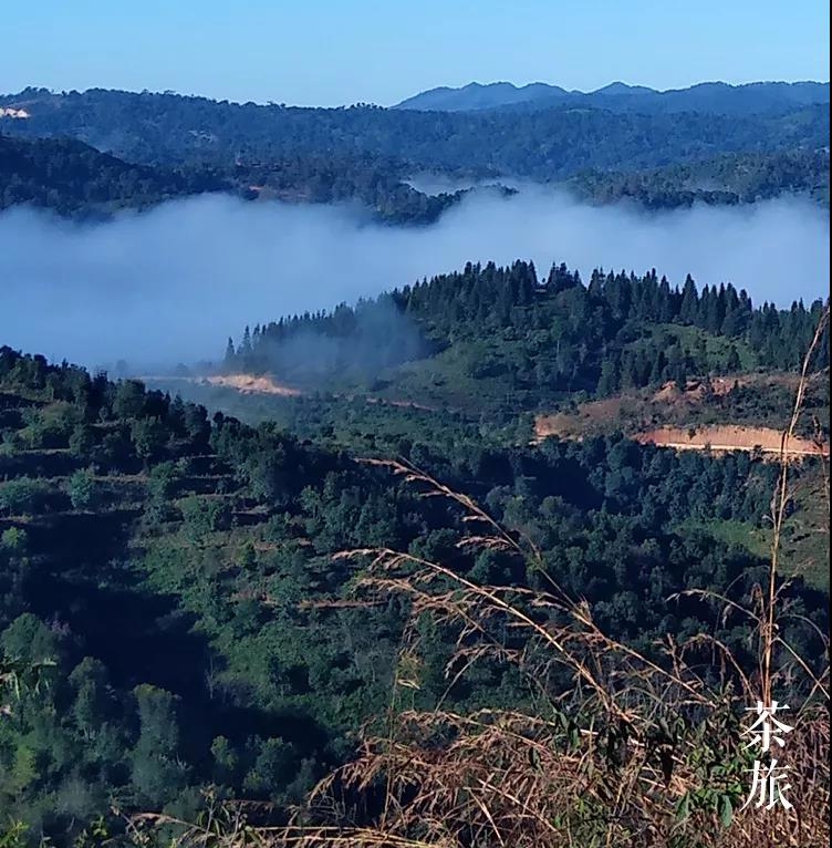 老班章之旅