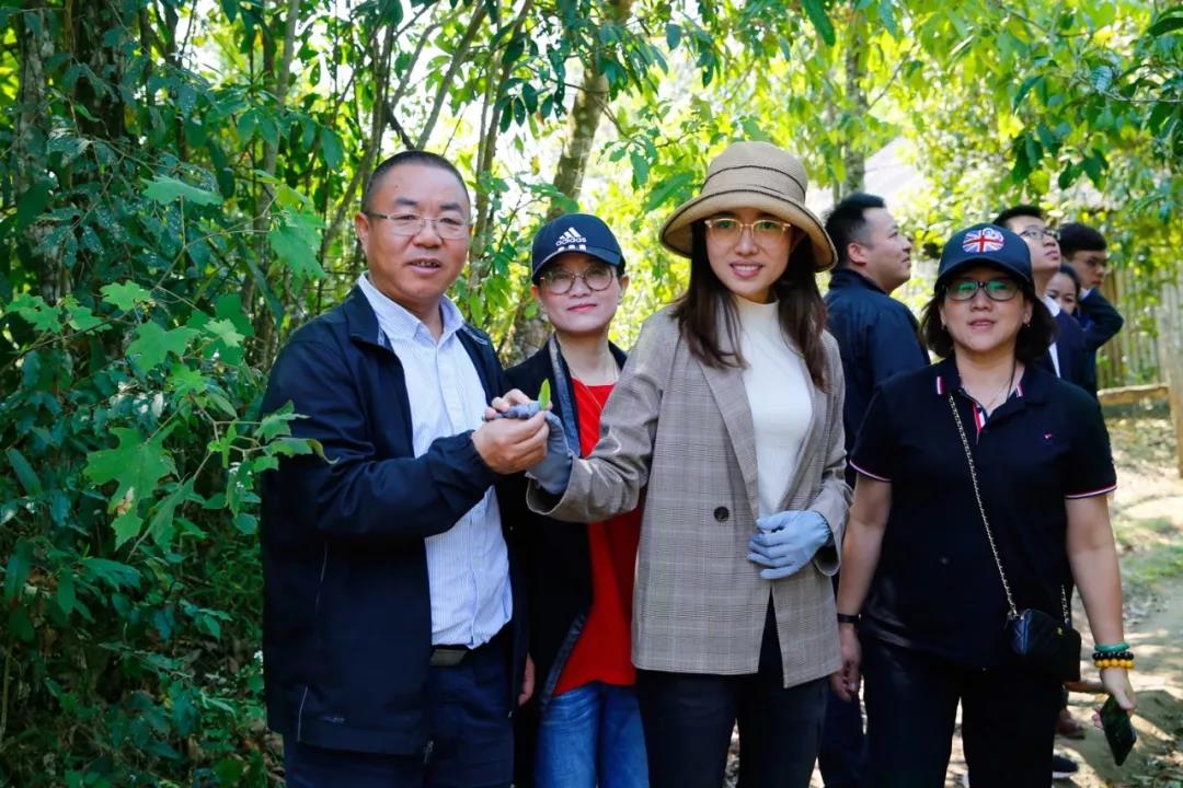中吉号老班章展厅