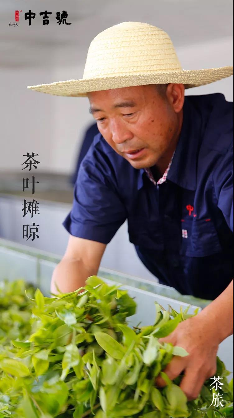 中吉号老班章茶山行
