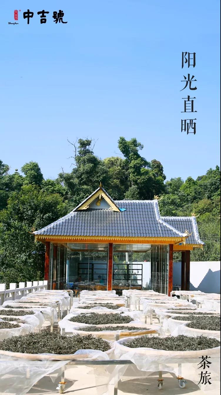 中吉号老班章茶山行