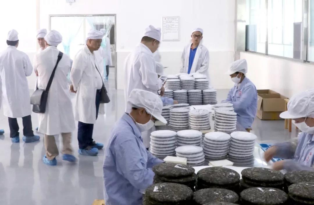 中吉号老班章茶山行