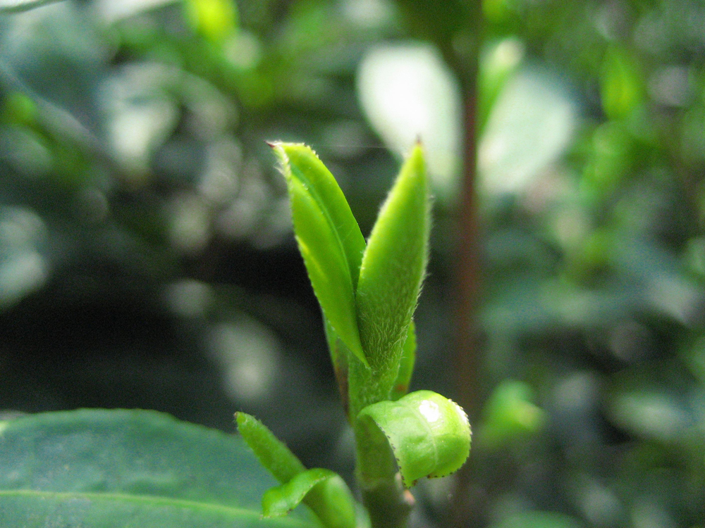 明前普洱茶