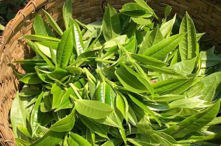 明前普洱茶