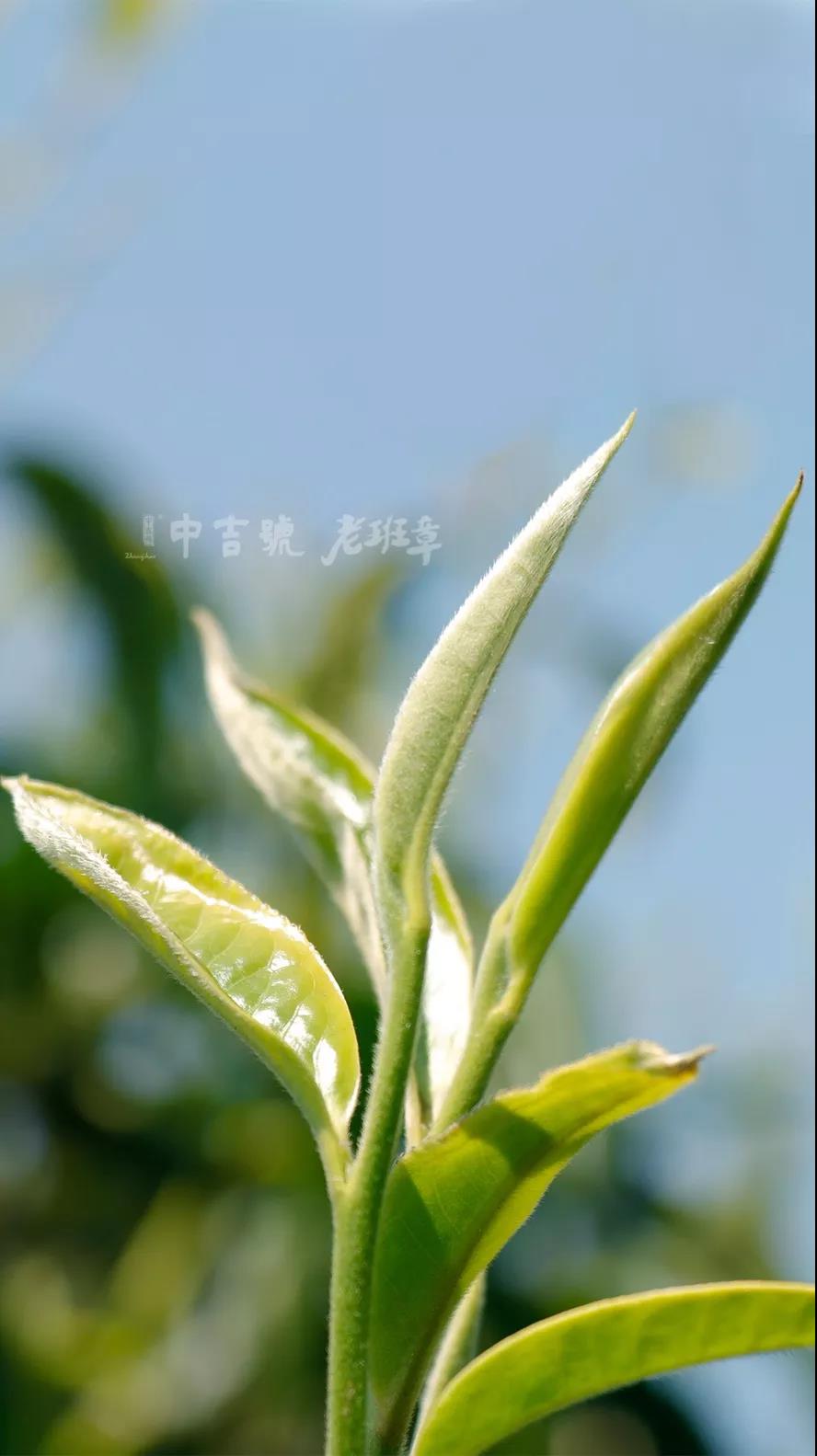 老班章普洱茶