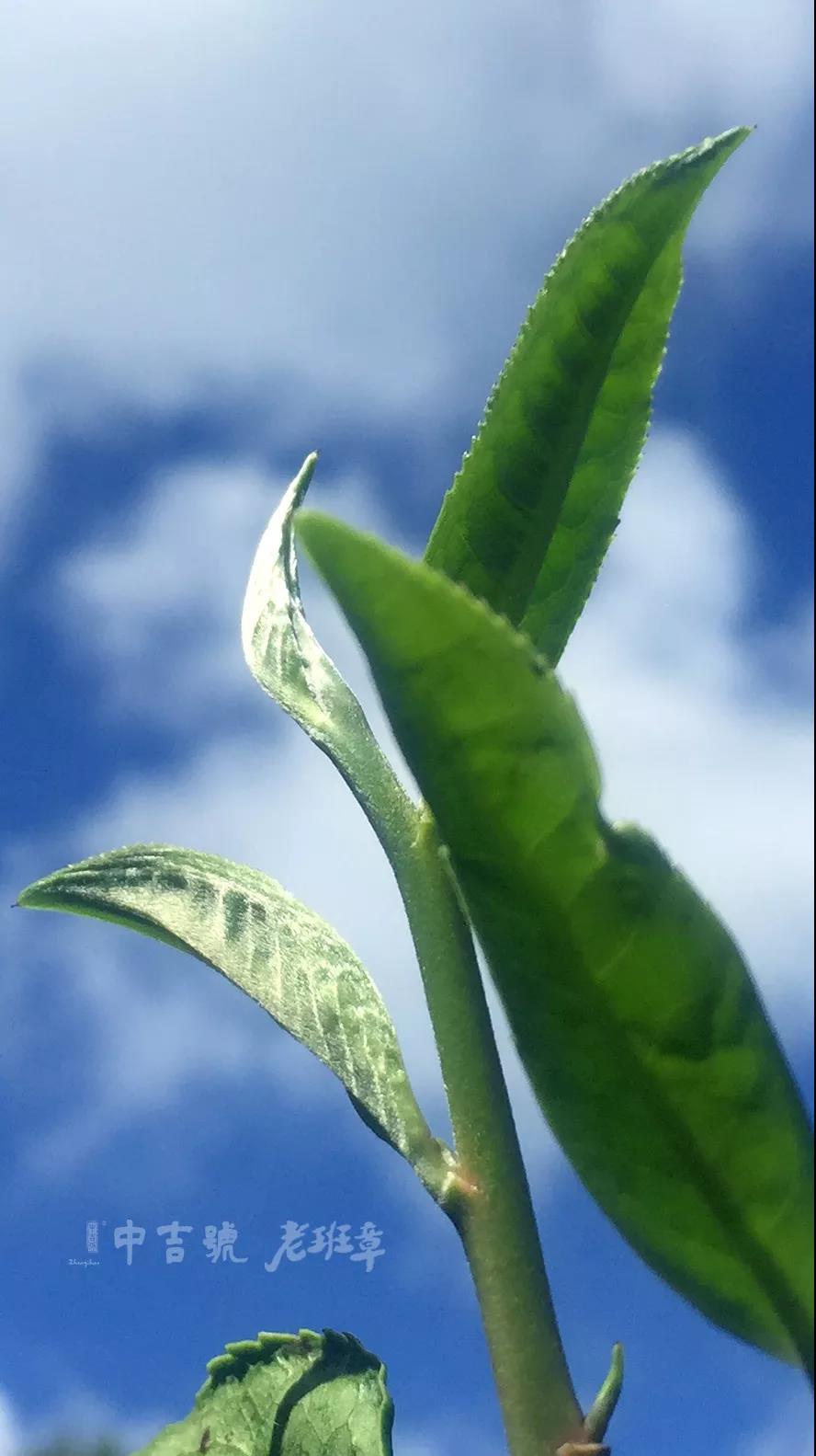 老班章普洱茶