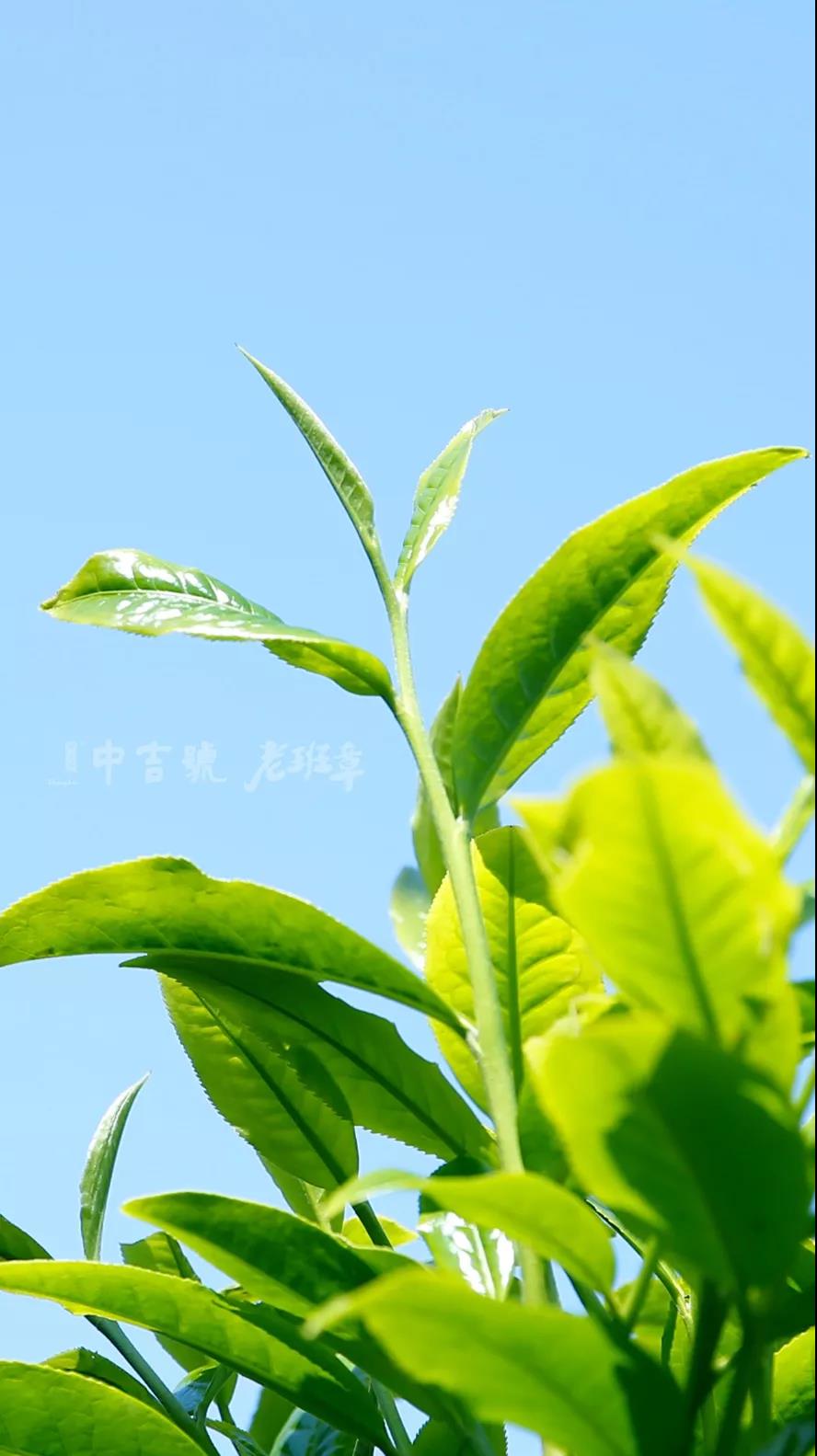 老班章普洱茶
