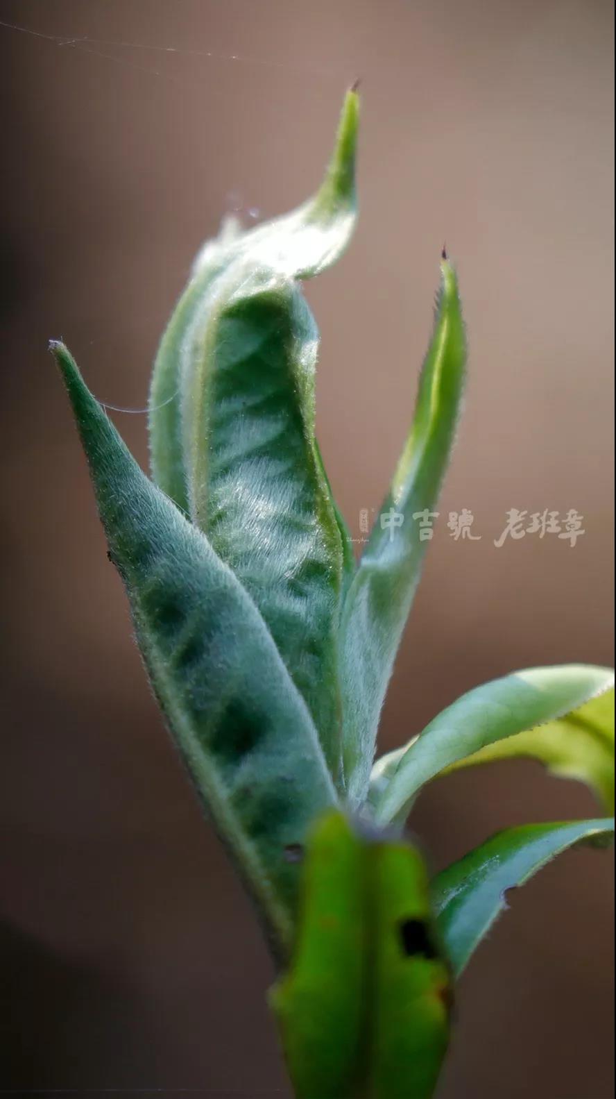 老班章普洱茶