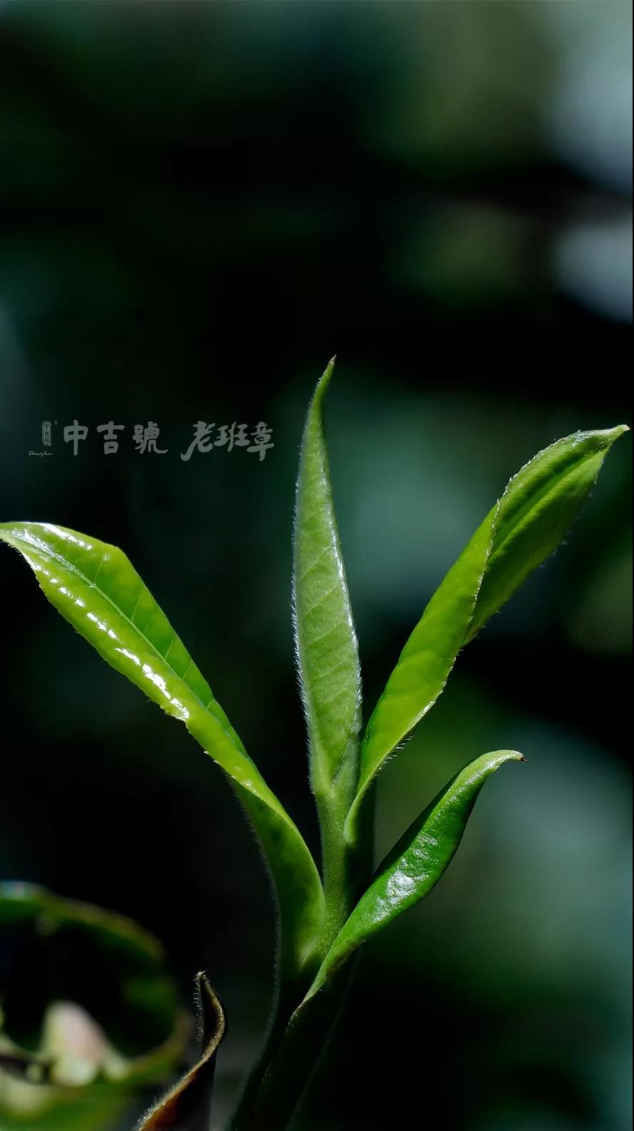 老班章普洱茶