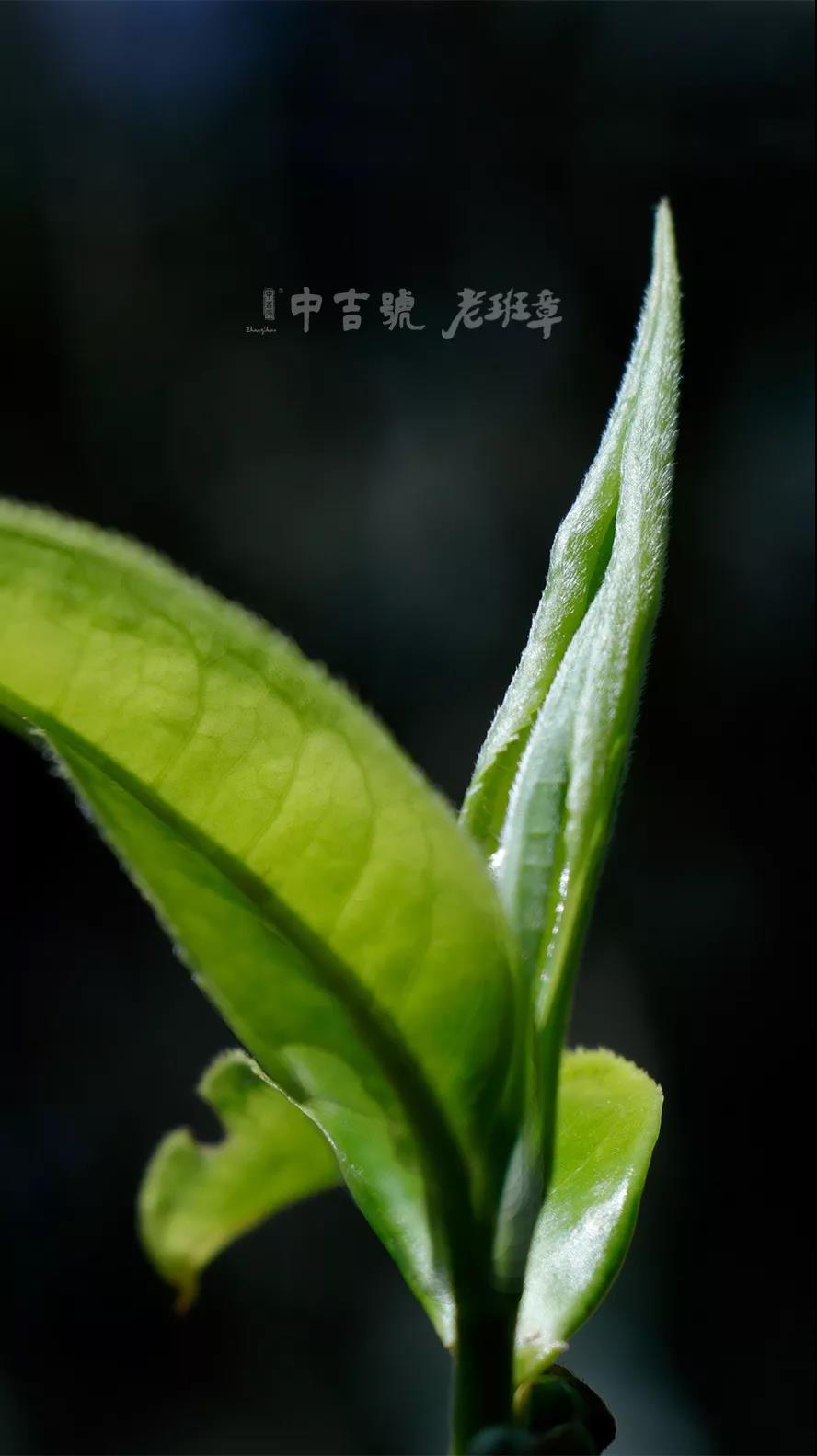 老班章普洱茶