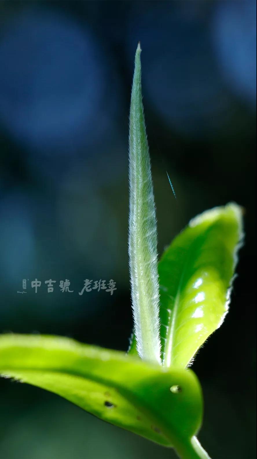 老班章普洱茶