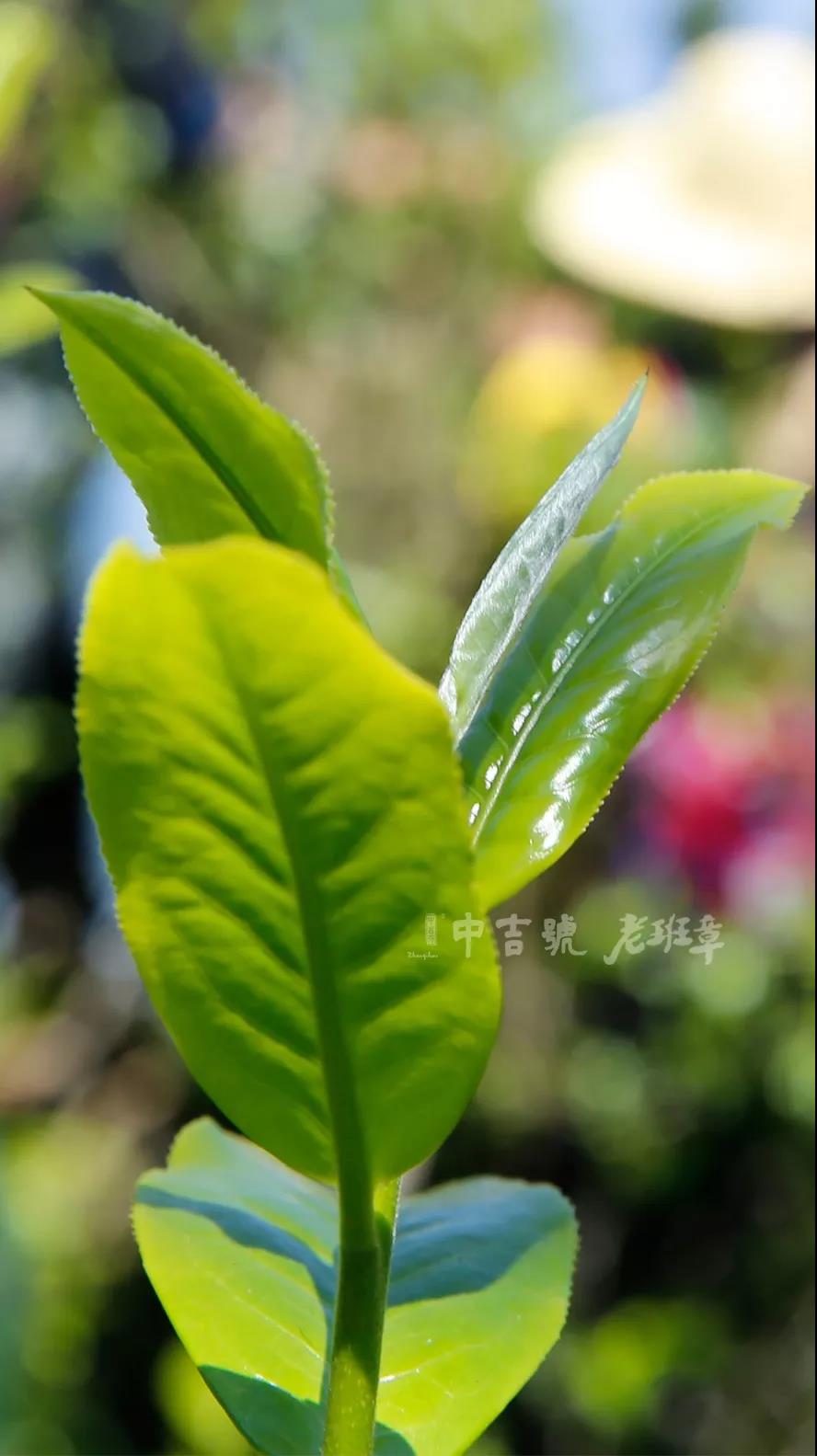 老班章普洱茶